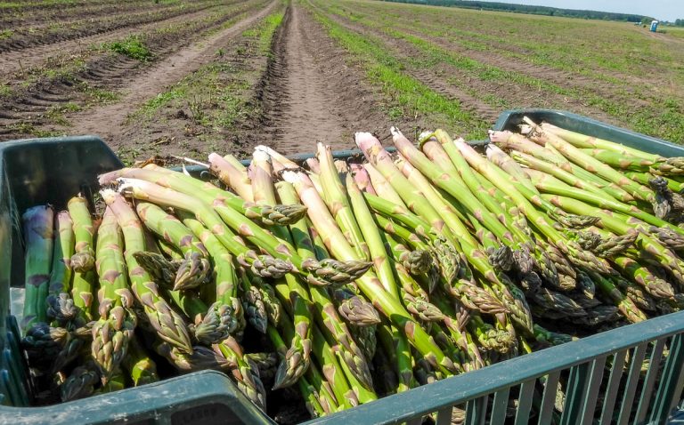 Zielone Szparagi Na Najwi Kszej Plantacji W Europie Cz I Warzywa